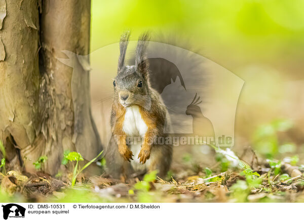 Eichhrnchen / european squirrel / DMS-10531