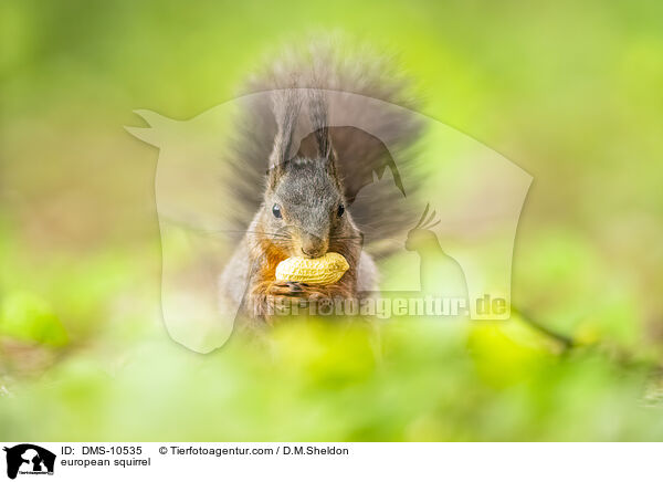 Eichhrnchen / european squirrel / DMS-10535