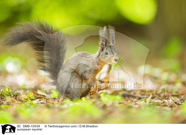 Eichhrnchen / european squirrel / DMS-10539