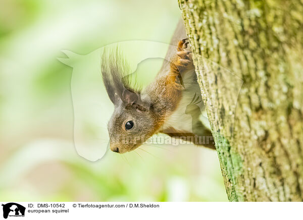 Eichhrnchen / european squirrel / DMS-10542