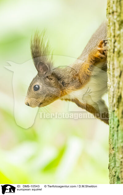 Eichhrnchen / european squirrel / DMS-10543