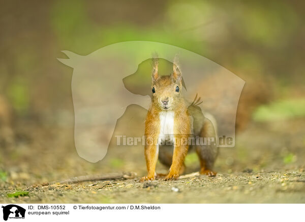 Eichhrnchen / european squirrel / DMS-10552