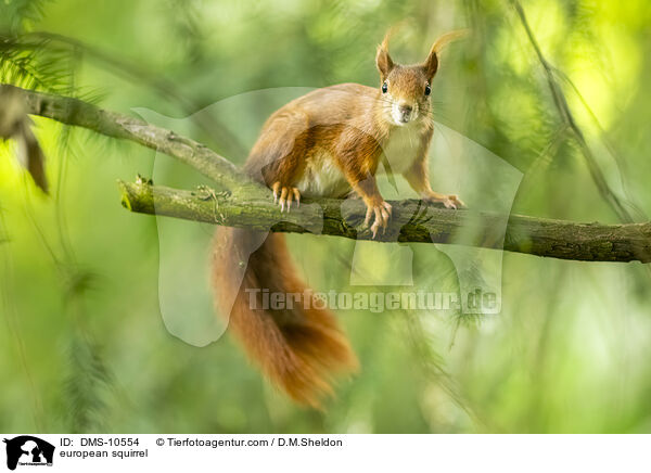 Eichhrnchen / european squirrel / DMS-10554