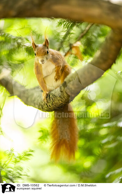 Eichhrnchen / european squirrel / DMS-10562