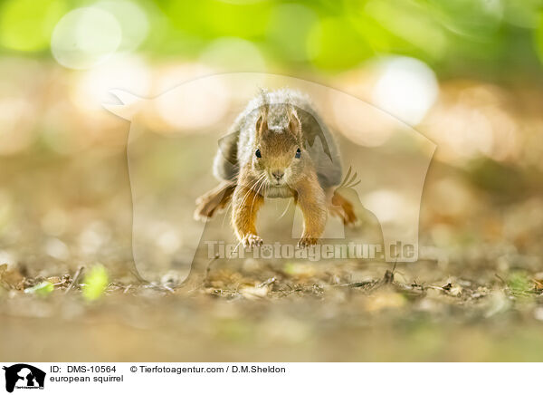 Eichhrnchen / european squirrel / DMS-10564