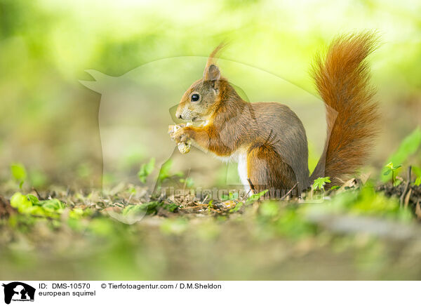 Eichhrnchen / european squirrel / DMS-10570