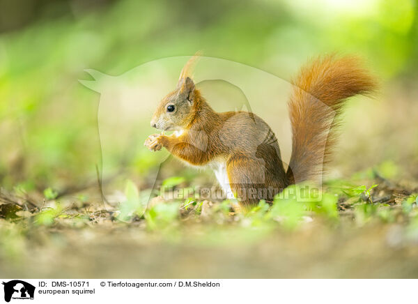 Eichhrnchen / european squirrel / DMS-10571