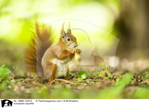 Eichhrnchen / european squirrel / DMS-10572