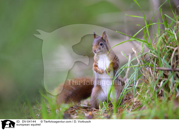 Eichhrnchen / european squirrel / DV-04144