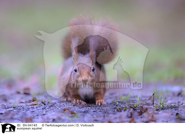 Eichhrnchen / european squirrel / DV-04145