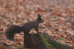 red squirrel