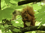 sitting Squirrel