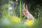 sitting Squirrel