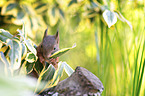 eating squirrel