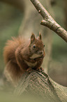 sitting Squirrel