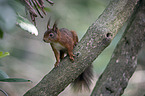 climbing Squirrel