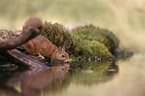 drinking Squirrel