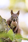 european squirrel