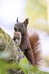 european squirrel