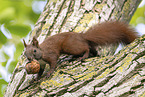 european squirrel