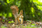 european squirrel