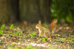 european squirrel