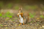 european squirrel