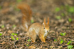 european squirrel