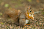 european squirrel