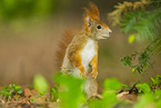 european squirrel