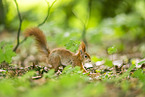 european squirrel