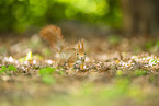 european squirrel