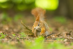 european squirrel