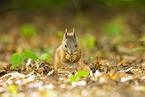 european squirrel