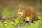 european squirrel