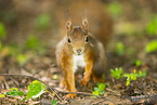 european squirrel