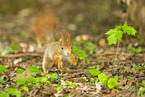 european squirrel