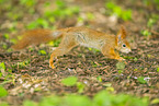 european squirrel