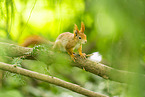 european squirrel