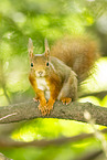 european squirrel