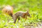 european squirrel