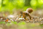 european squirrel