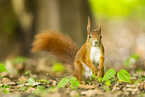 european squirrel