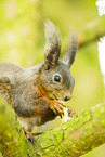 european squirrel