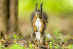 european squirrel