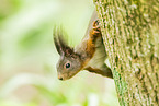 european squirrel