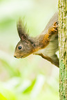 european squirrel