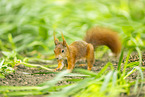 european squirrel