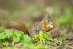 european squirrel