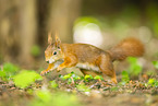 european squirrel